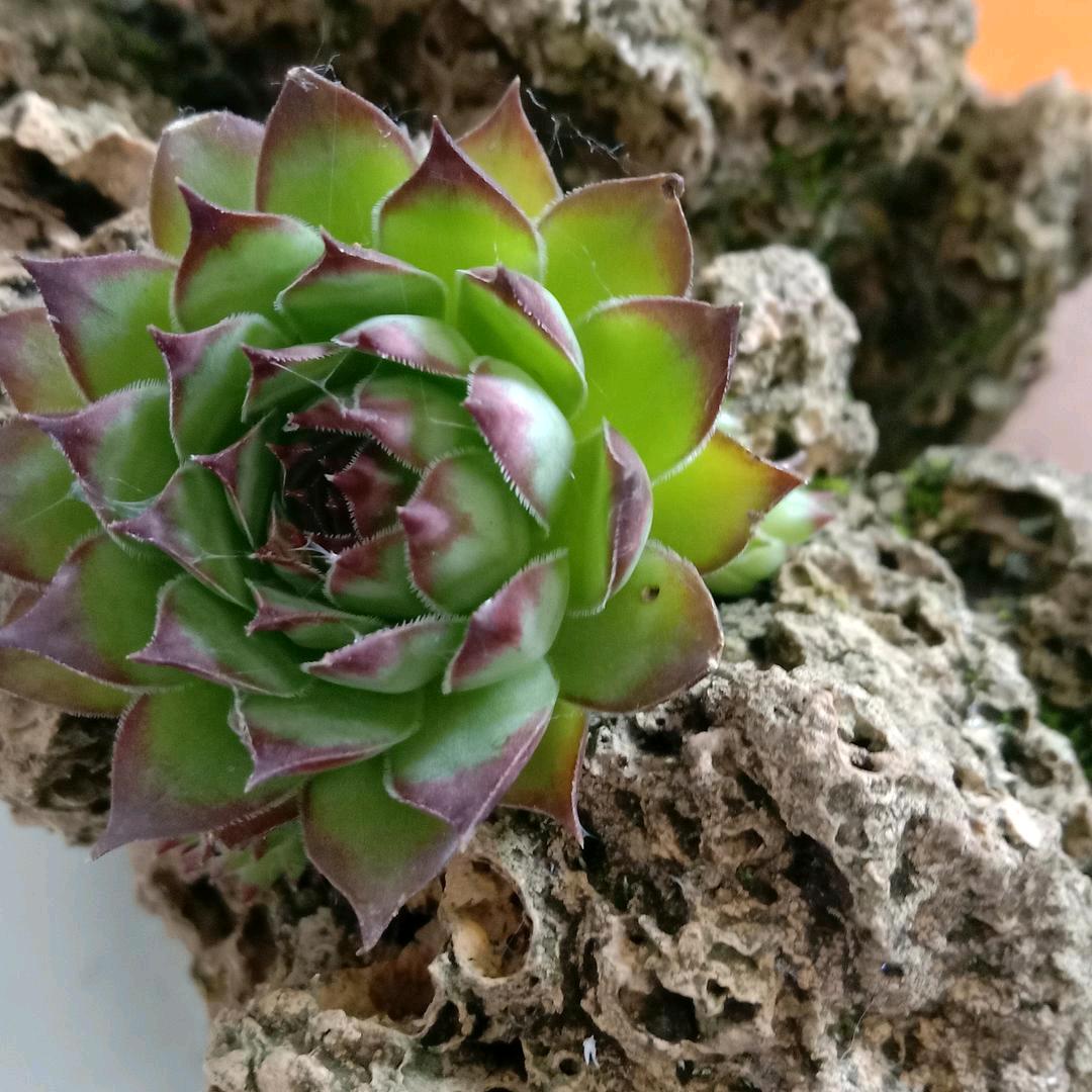 顺其自然1