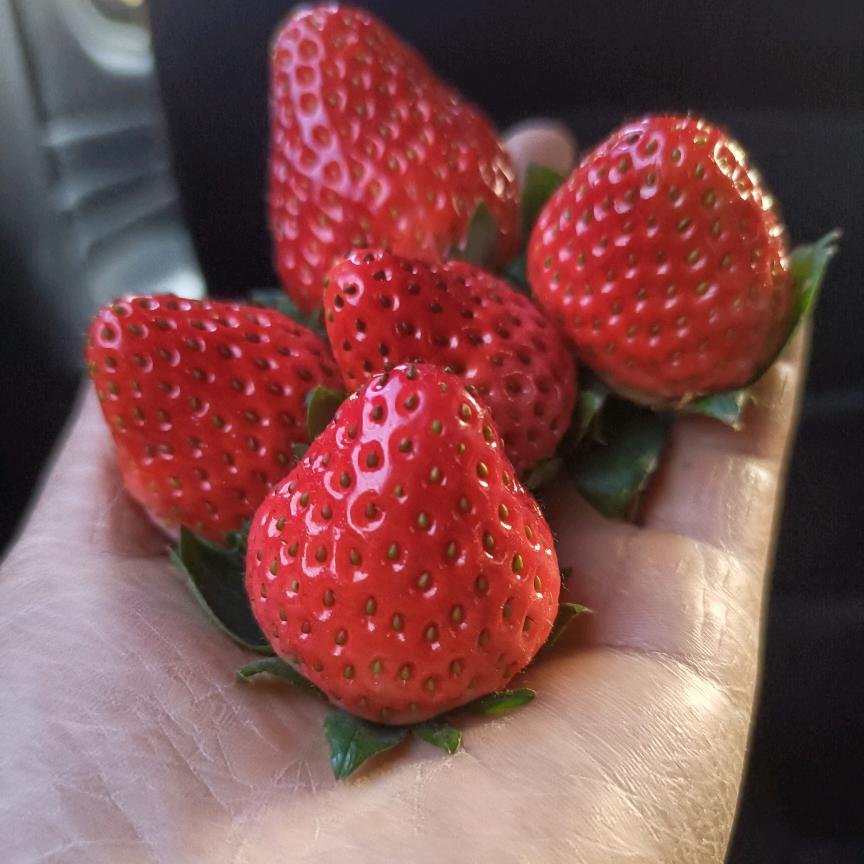 络晞草莓🍓