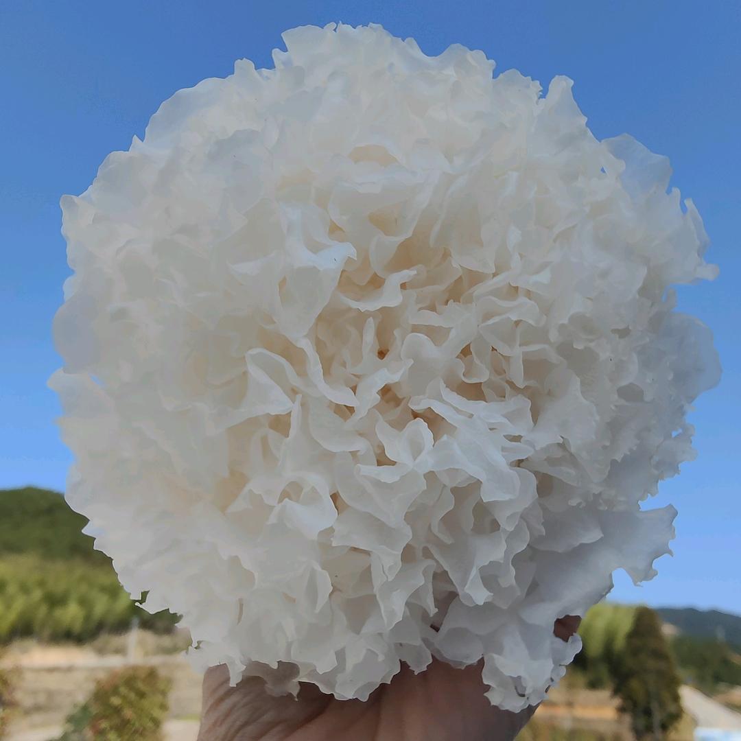 张姐菌菇