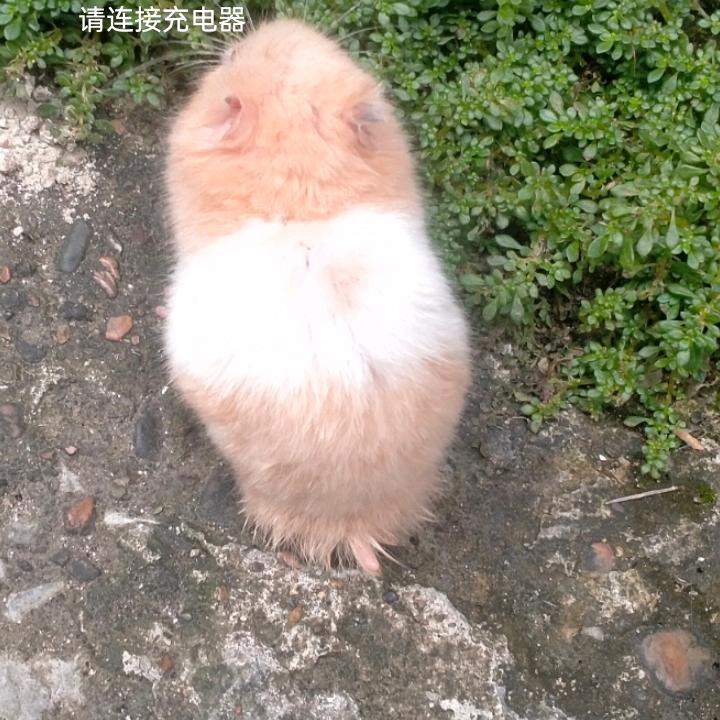 小黄鸭
