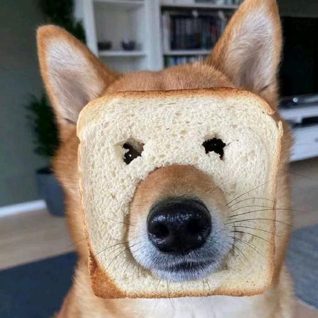 搞笑君神评来了