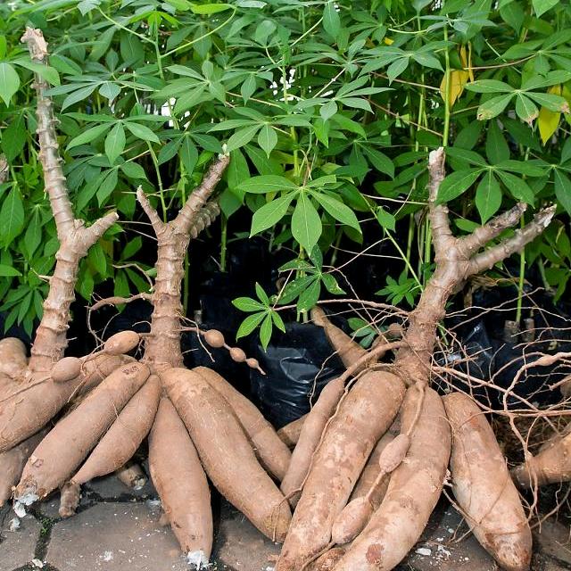 宏运  木薯 水果 木姜子 收购批发