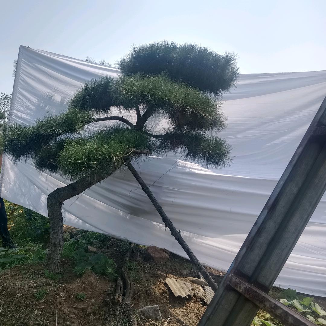 (◍•ᴗ•◍)峰回路转