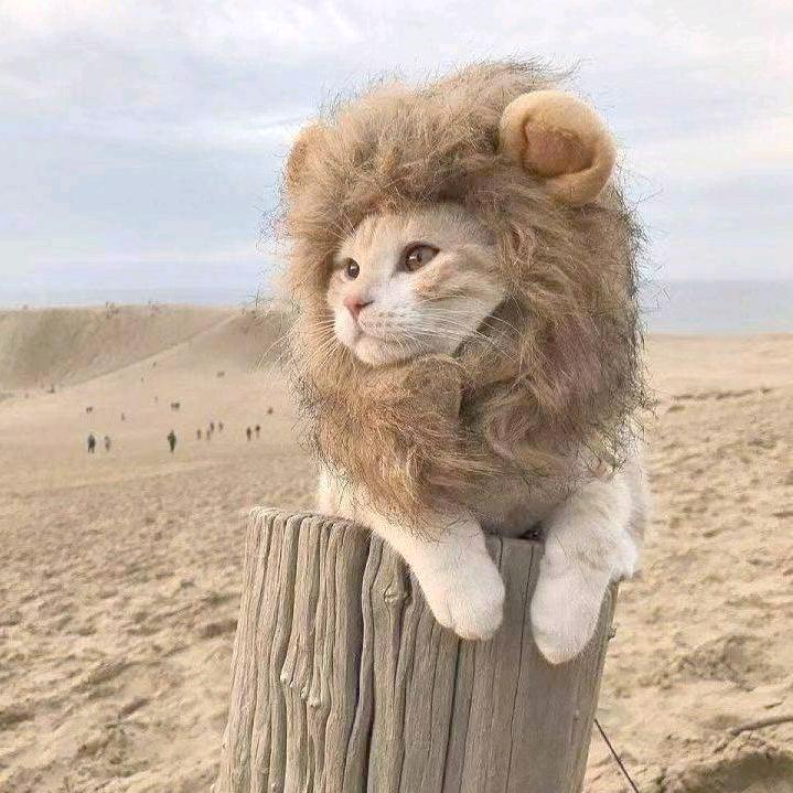 柒