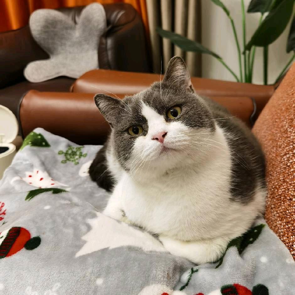 大头大头是只猫