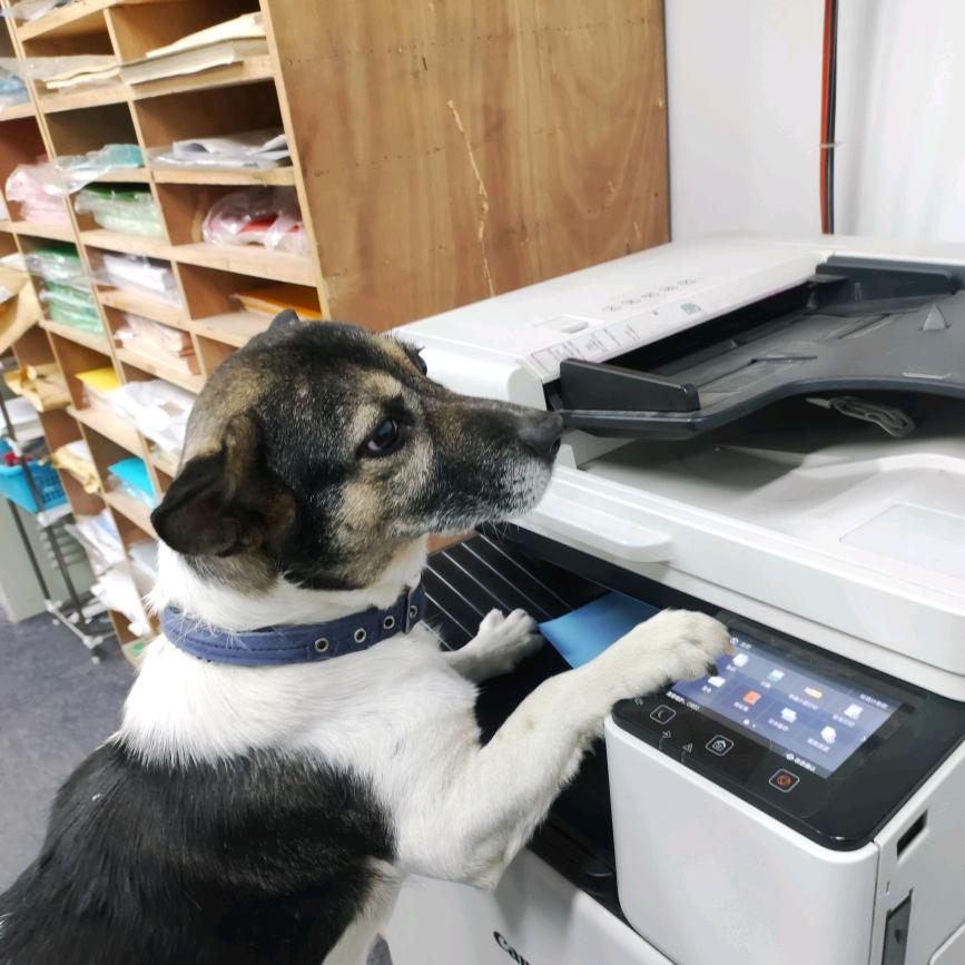 武汉干快印广告的小强