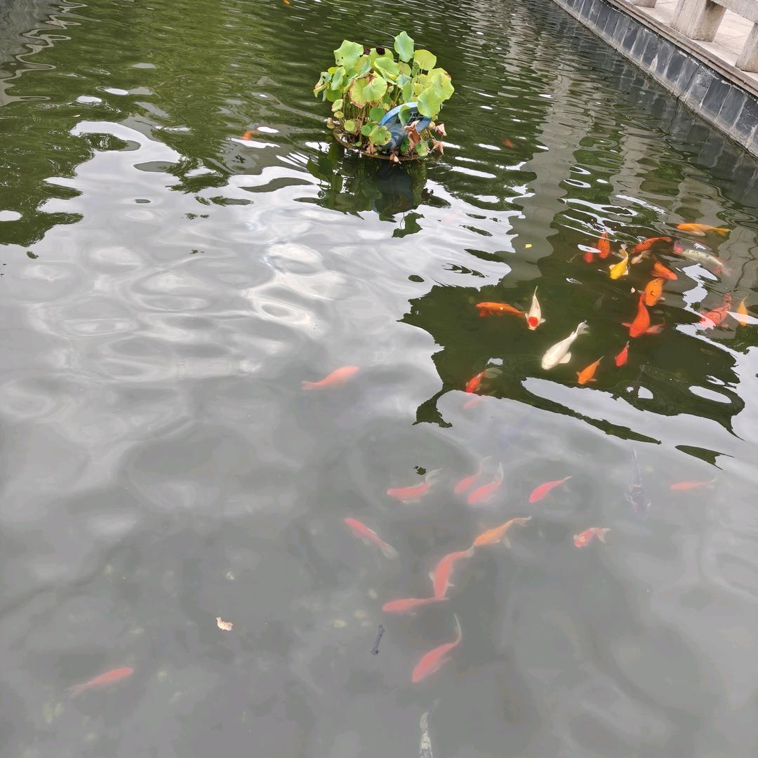 静沐可视采耳