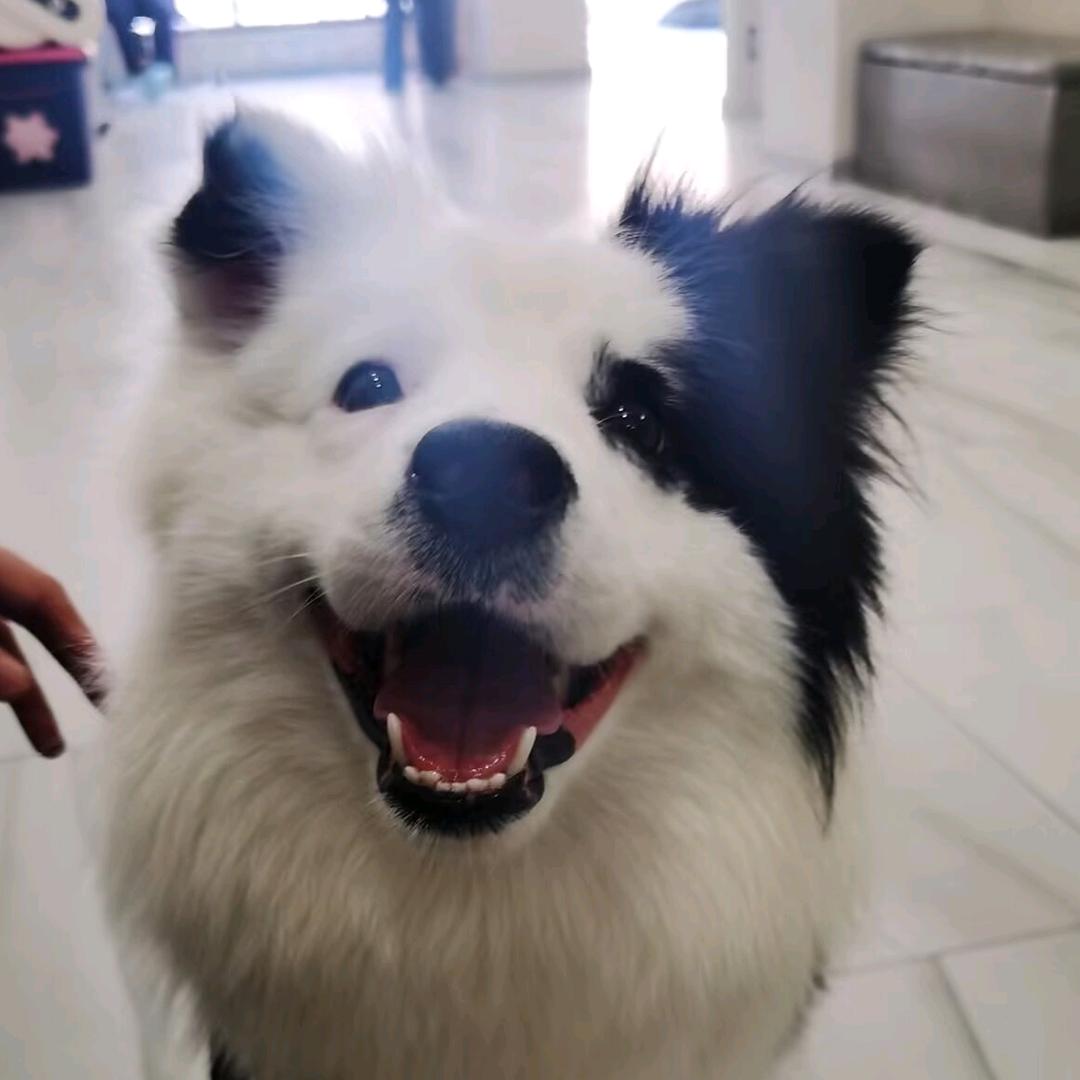 墨点观察日记