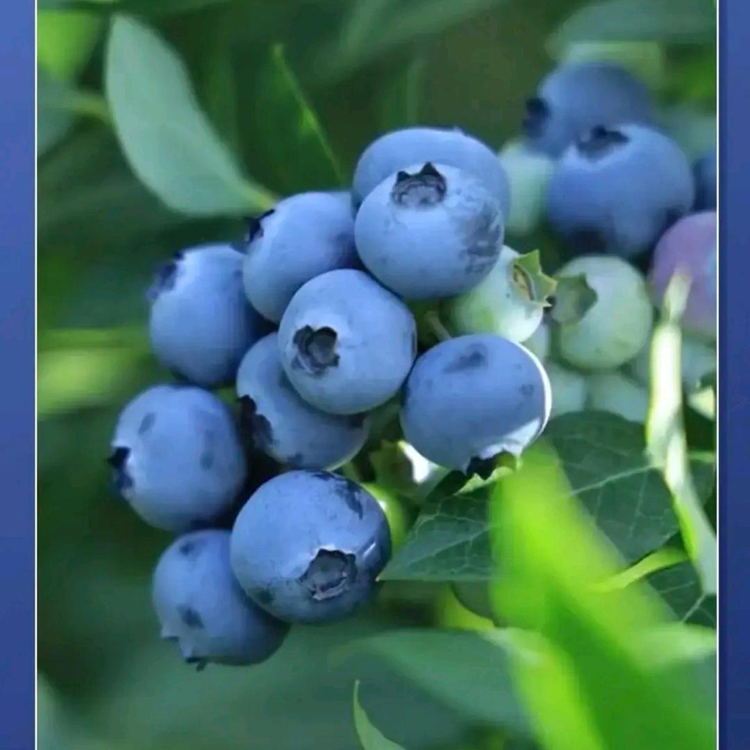 王哈哈的蓝莓