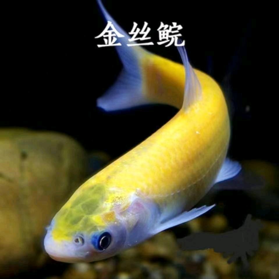 威海灵宇淡水鱼苗场