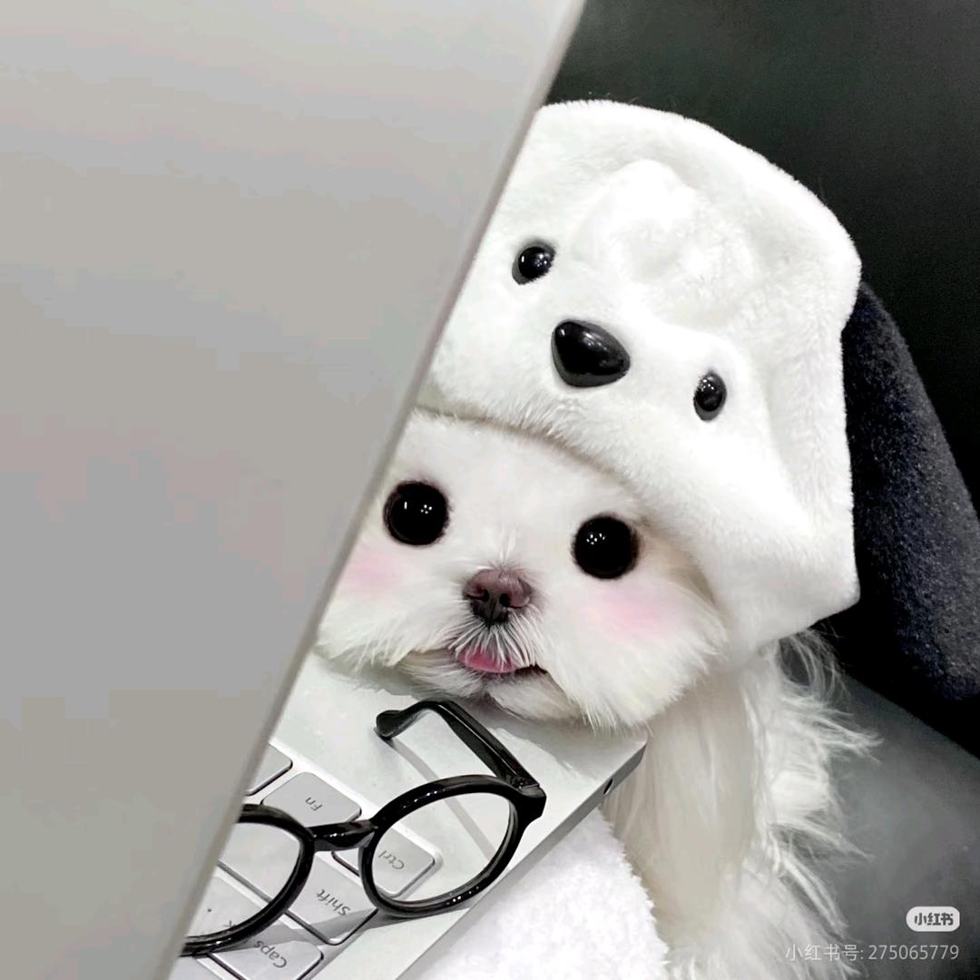 积极小丸子