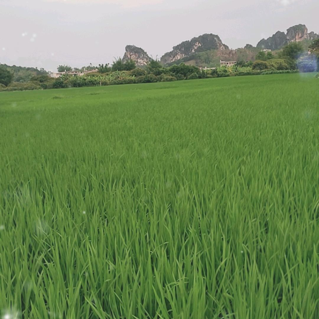 毅