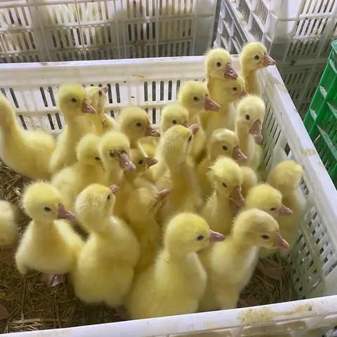高姐鹅苗孵化厂