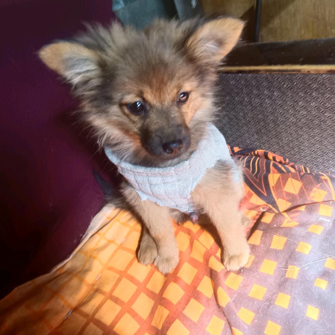 三狗两猫的生活