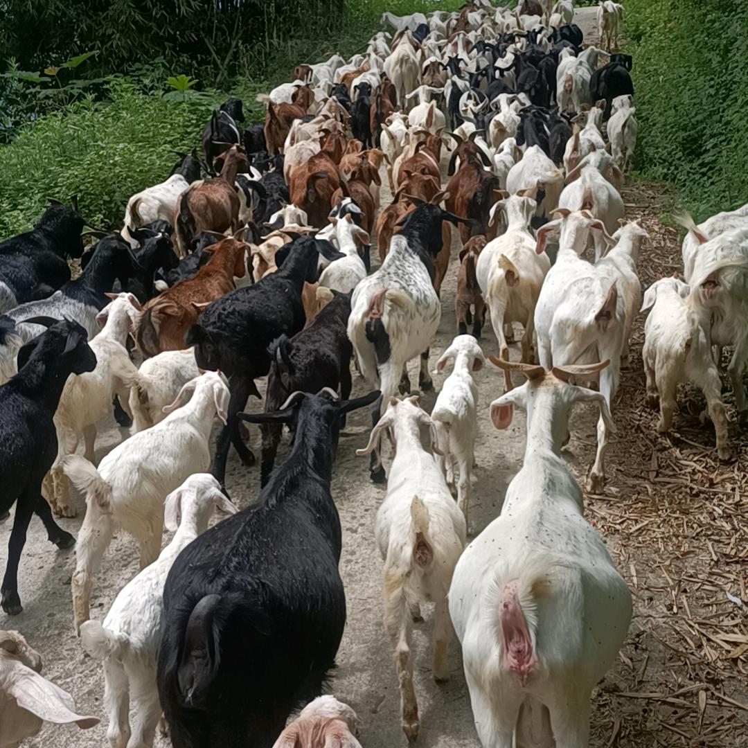 80后放羊邓姐（奉节县流动烤全羊）