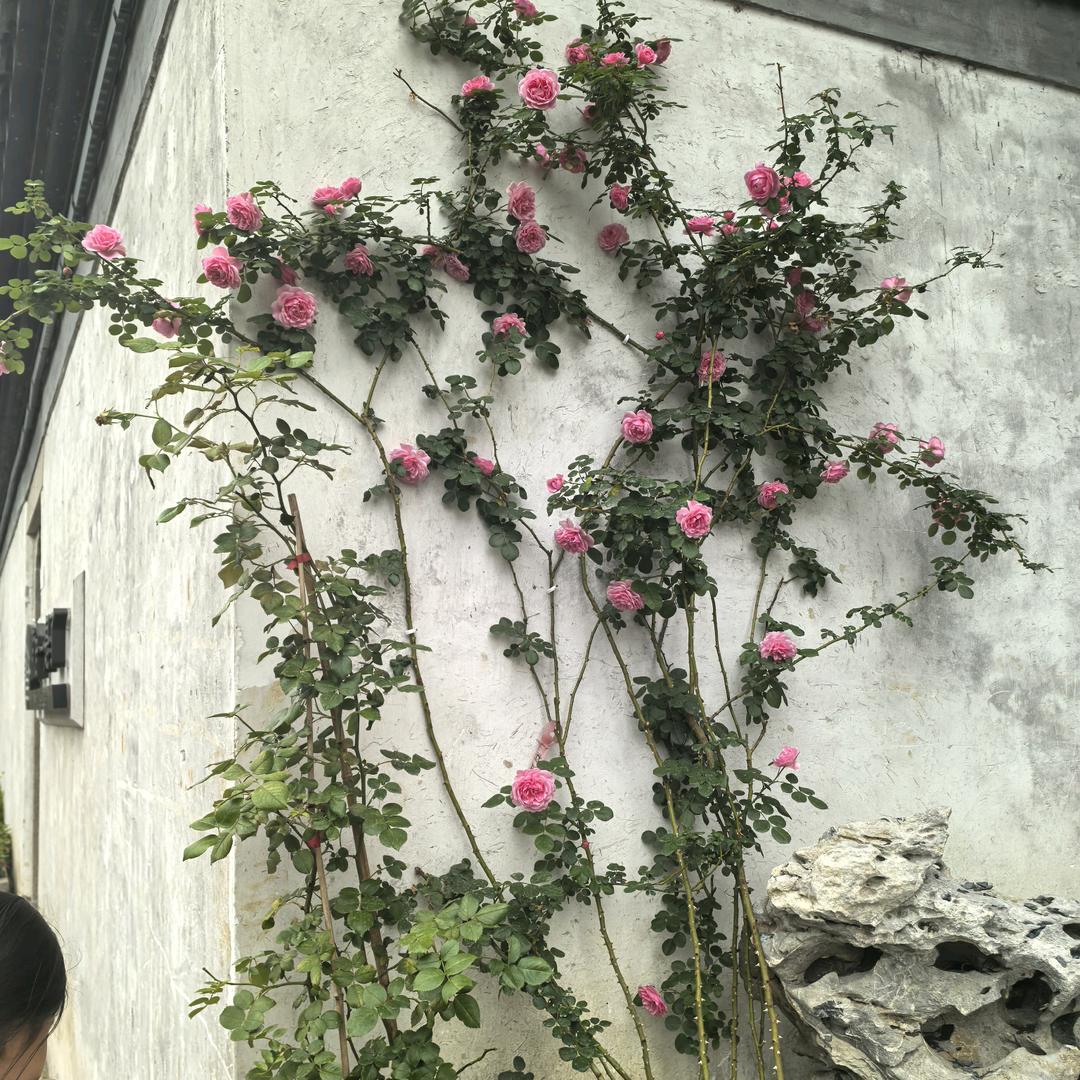 菀菀类卿°