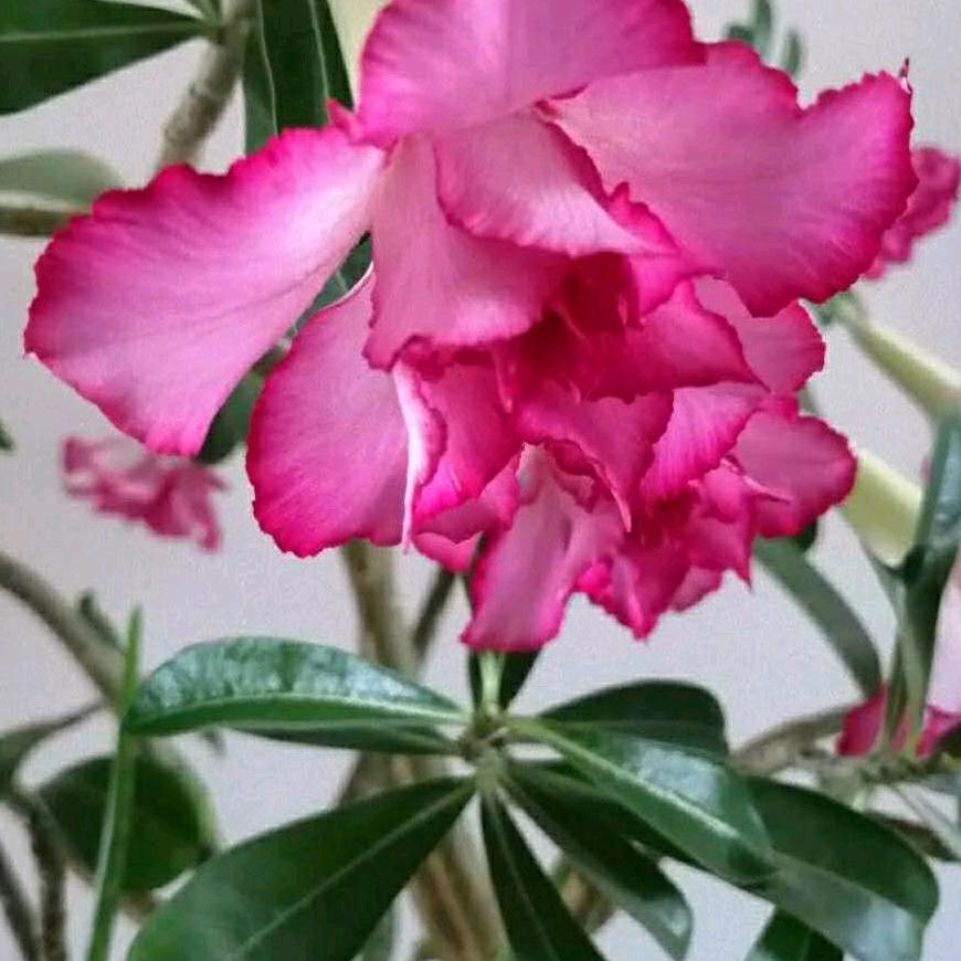 沙漠玫瑰