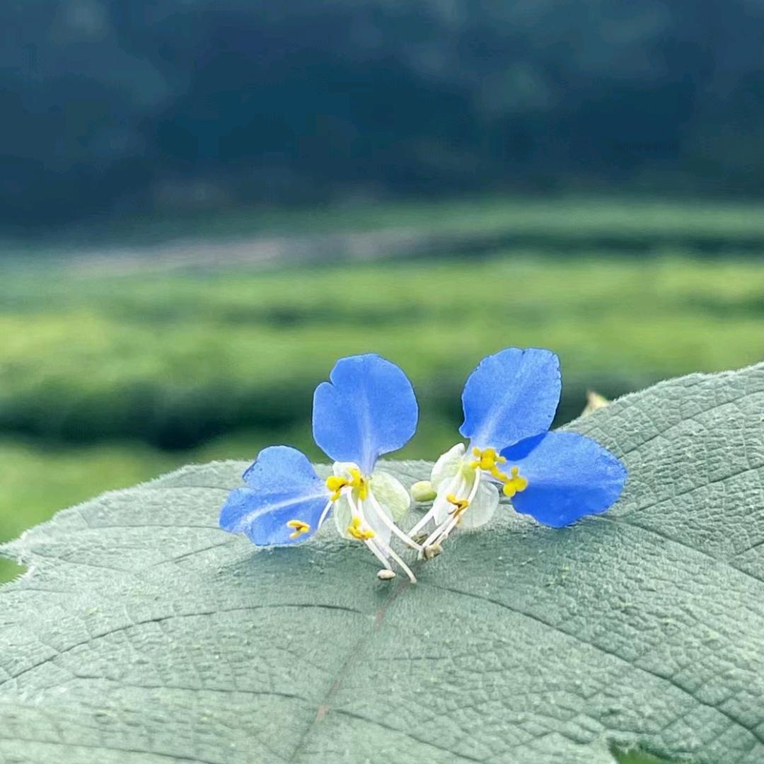 默染安然