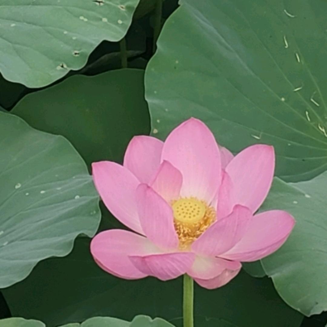 精美