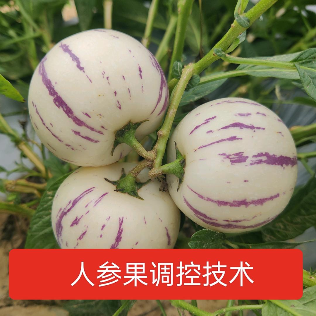 国光-人参果调控技术