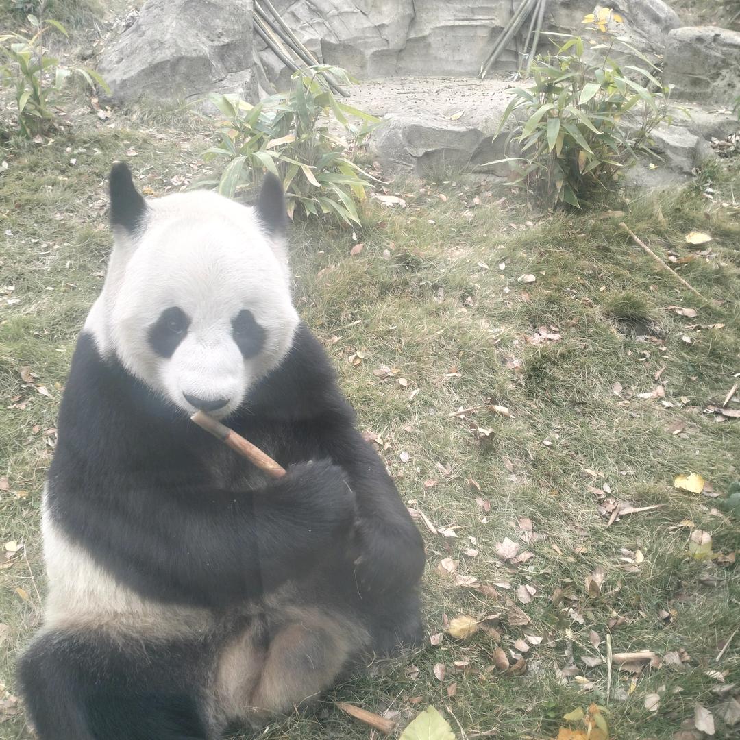 美羊羊🐏