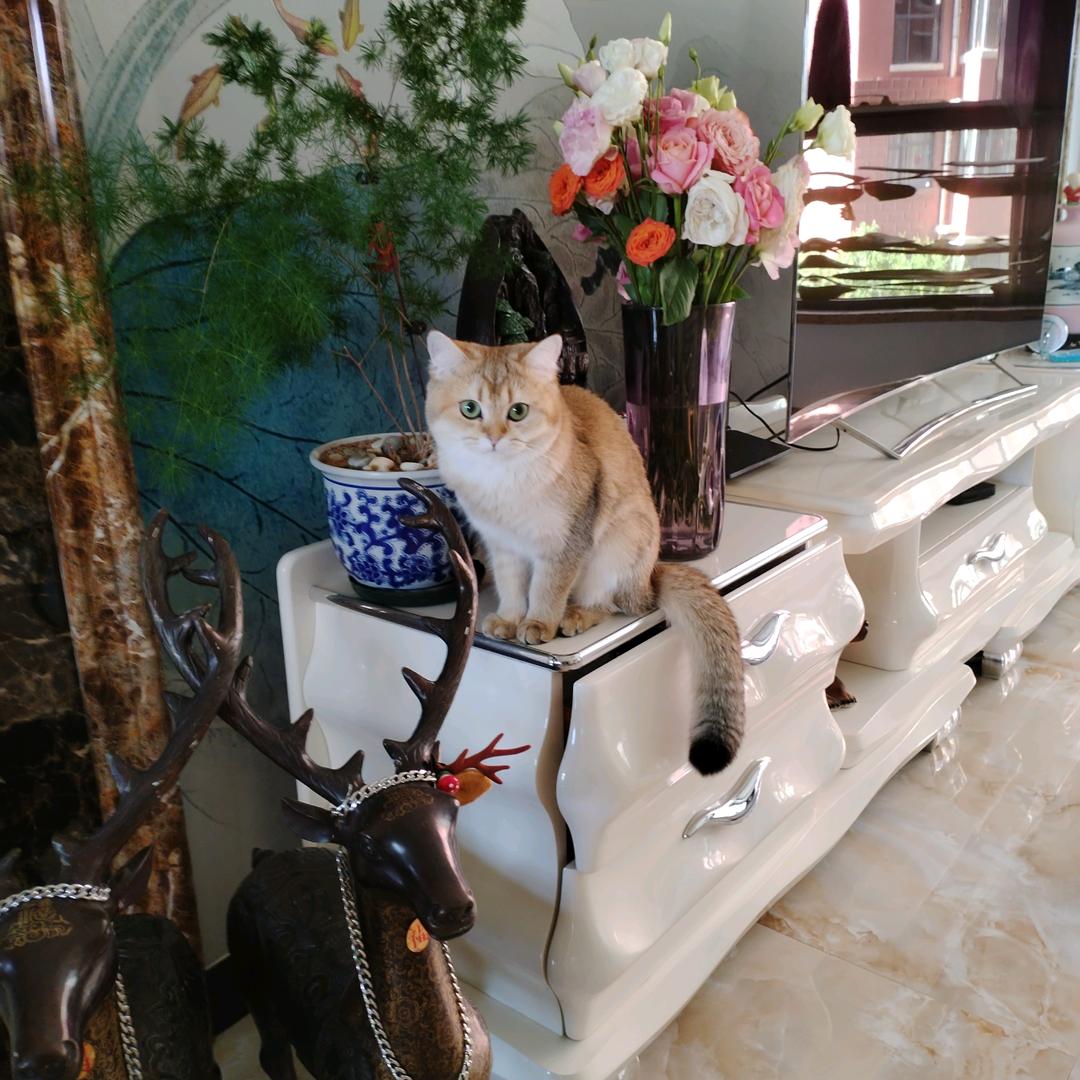 荷竹林贤