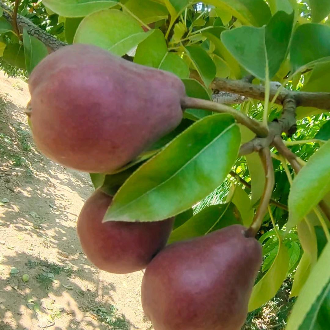 小玉米