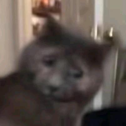 向闪闪