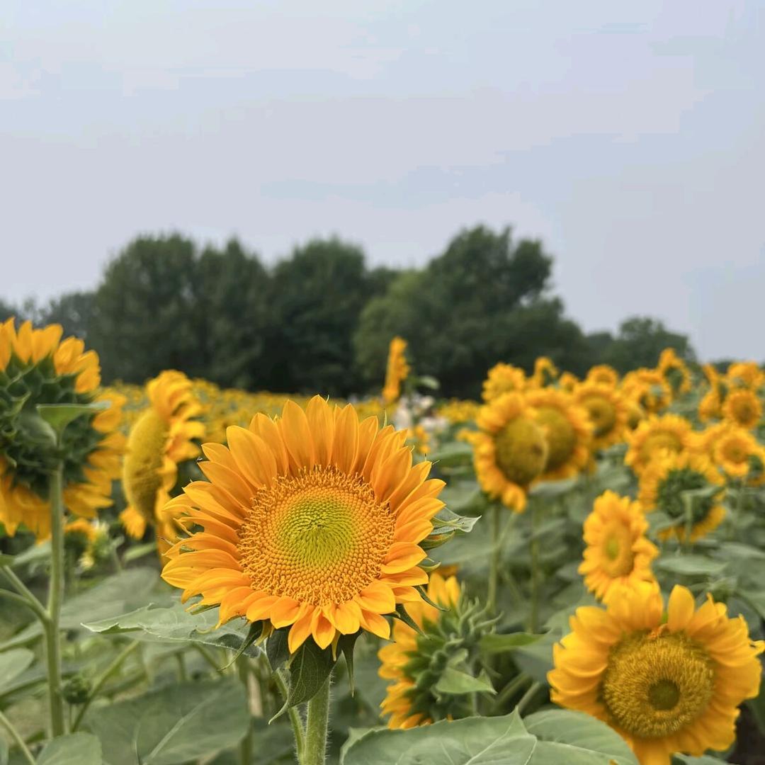 梓梓物格