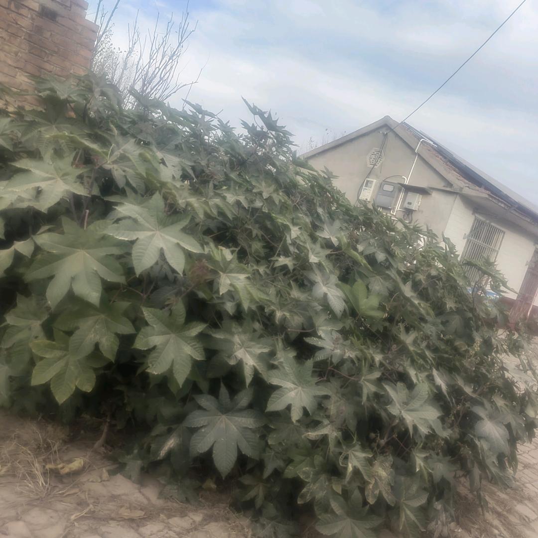 腊梅