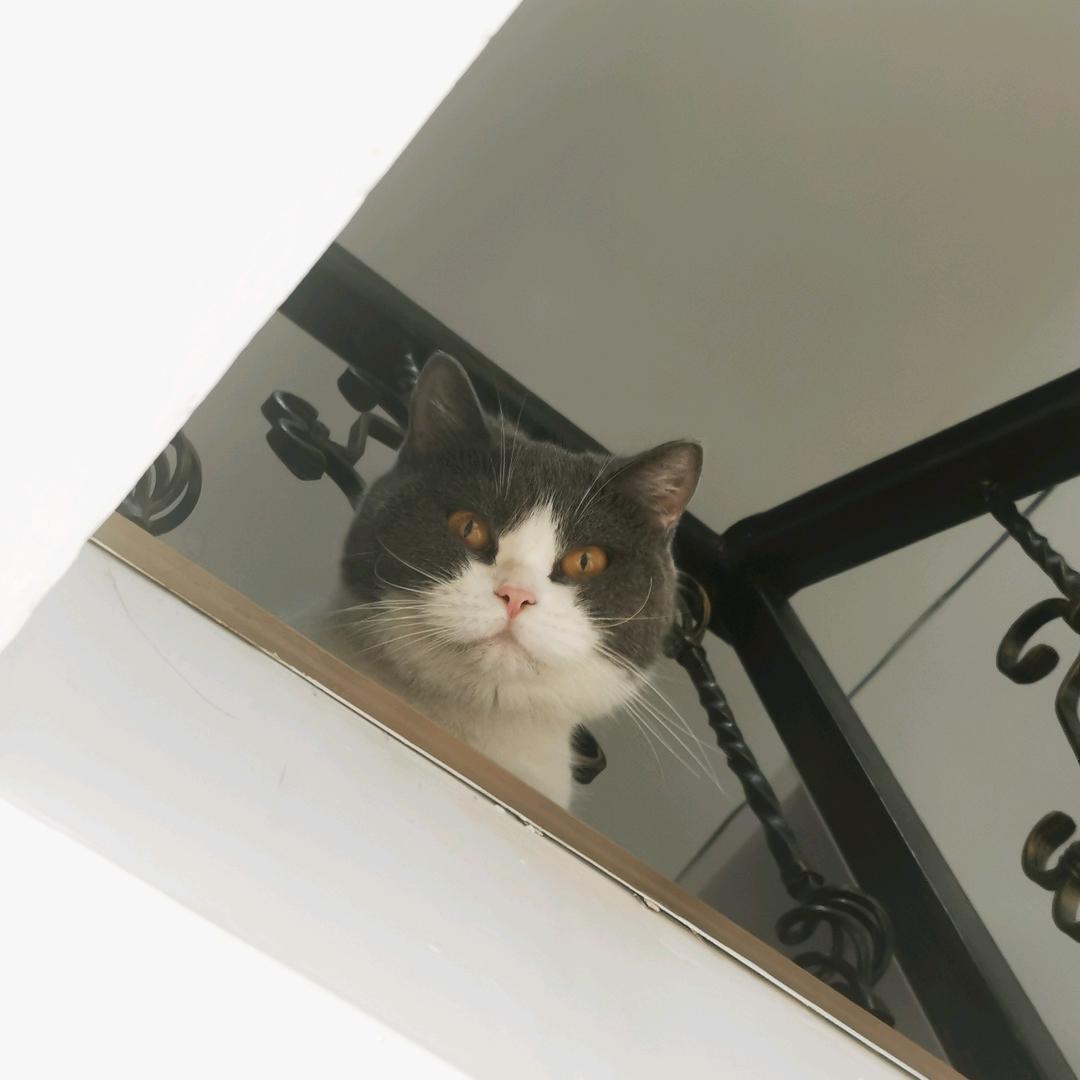 🔥小火龙会喷火