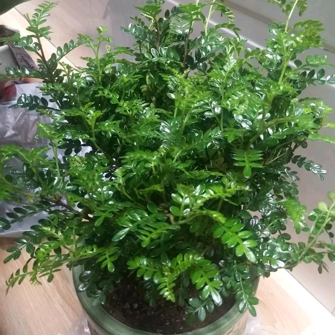 小草新绿