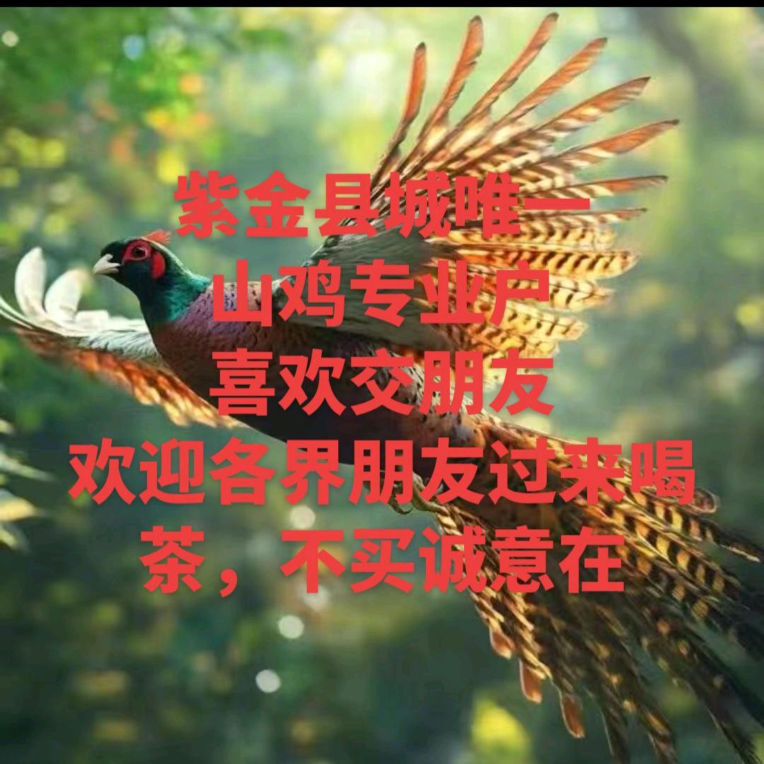 紫金（半仙）小龙虾pk皮皮虾，搭铁皮棚