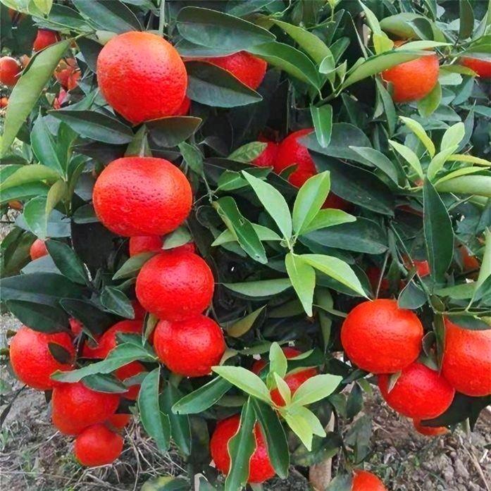 济源橘子树果树苗木