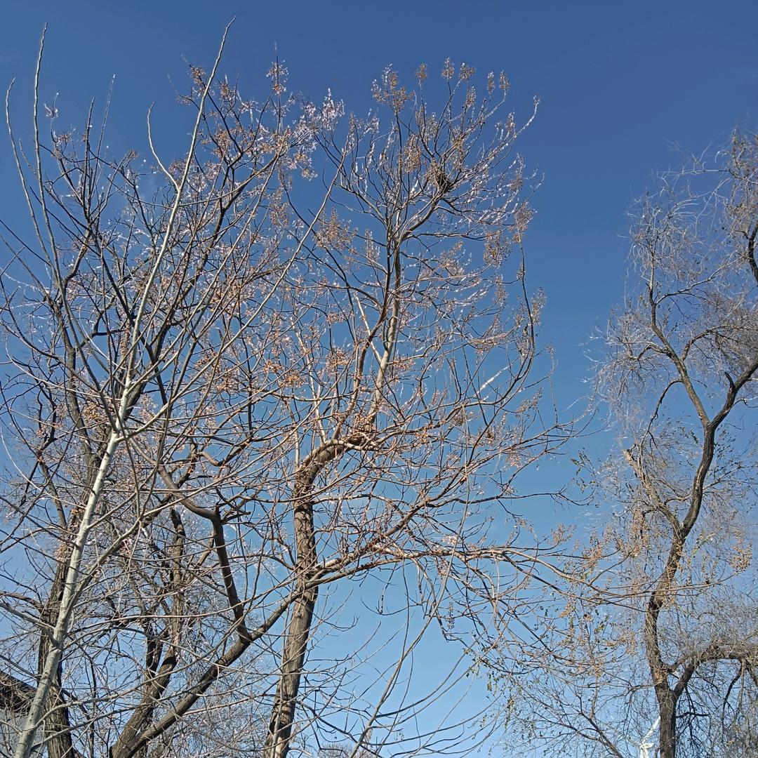 小庄