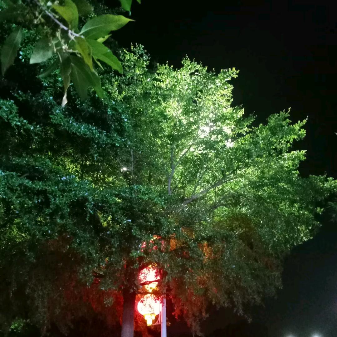小YAN≡ω≡