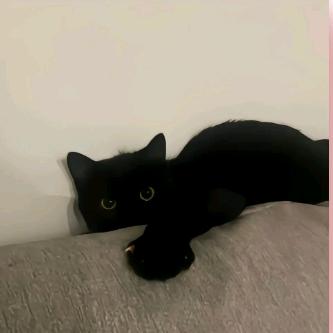 泥狮子猪