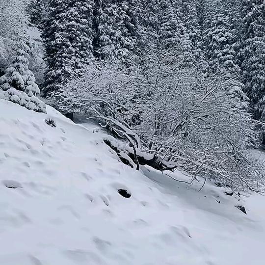 清风若凡