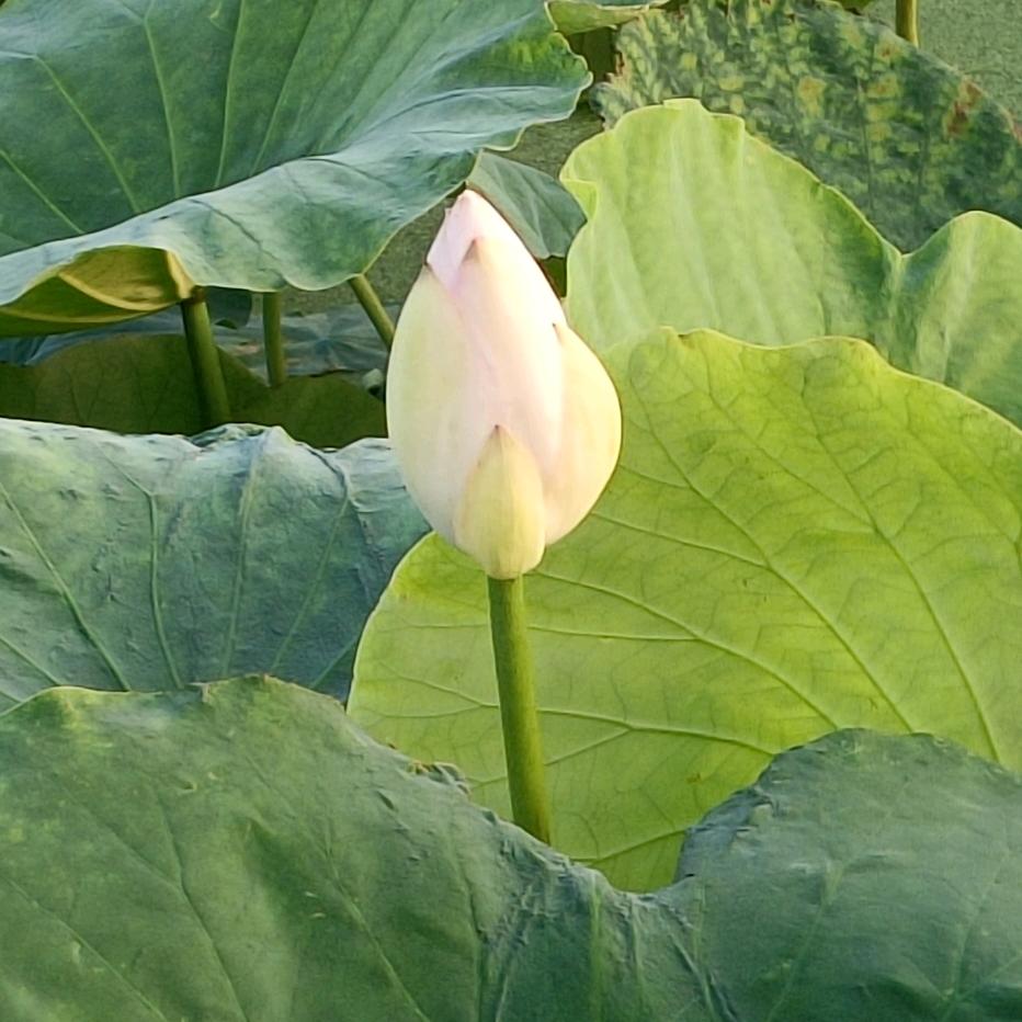 悔悟