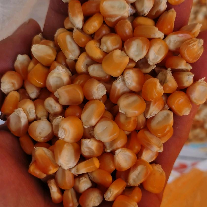 贵阳小汪玉米批发