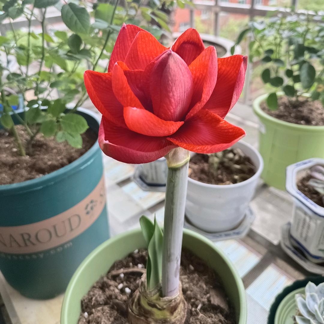 yanzi