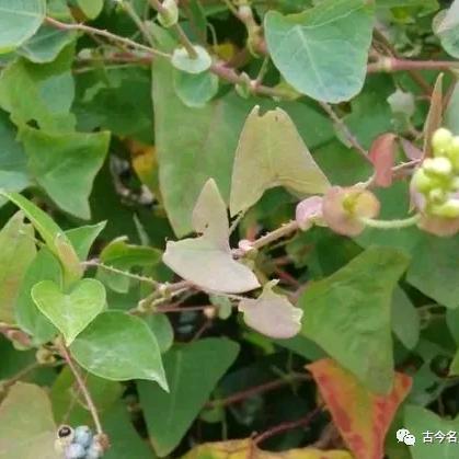 龙姐传大爱