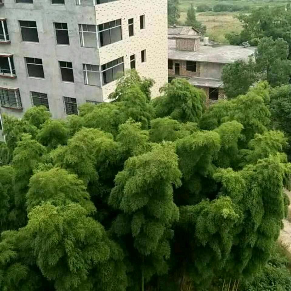 潘自