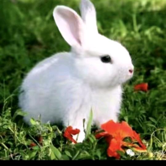 🐰霸