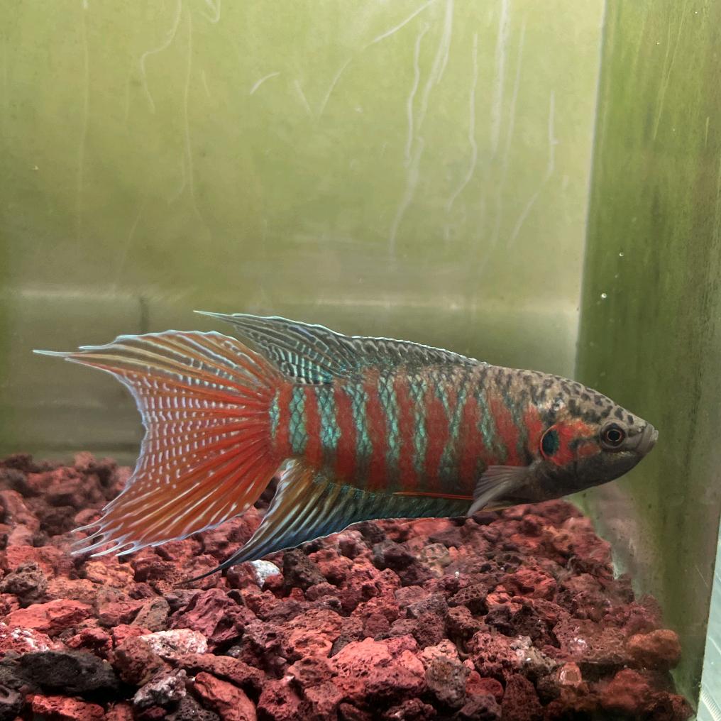航仔玩斗🐟