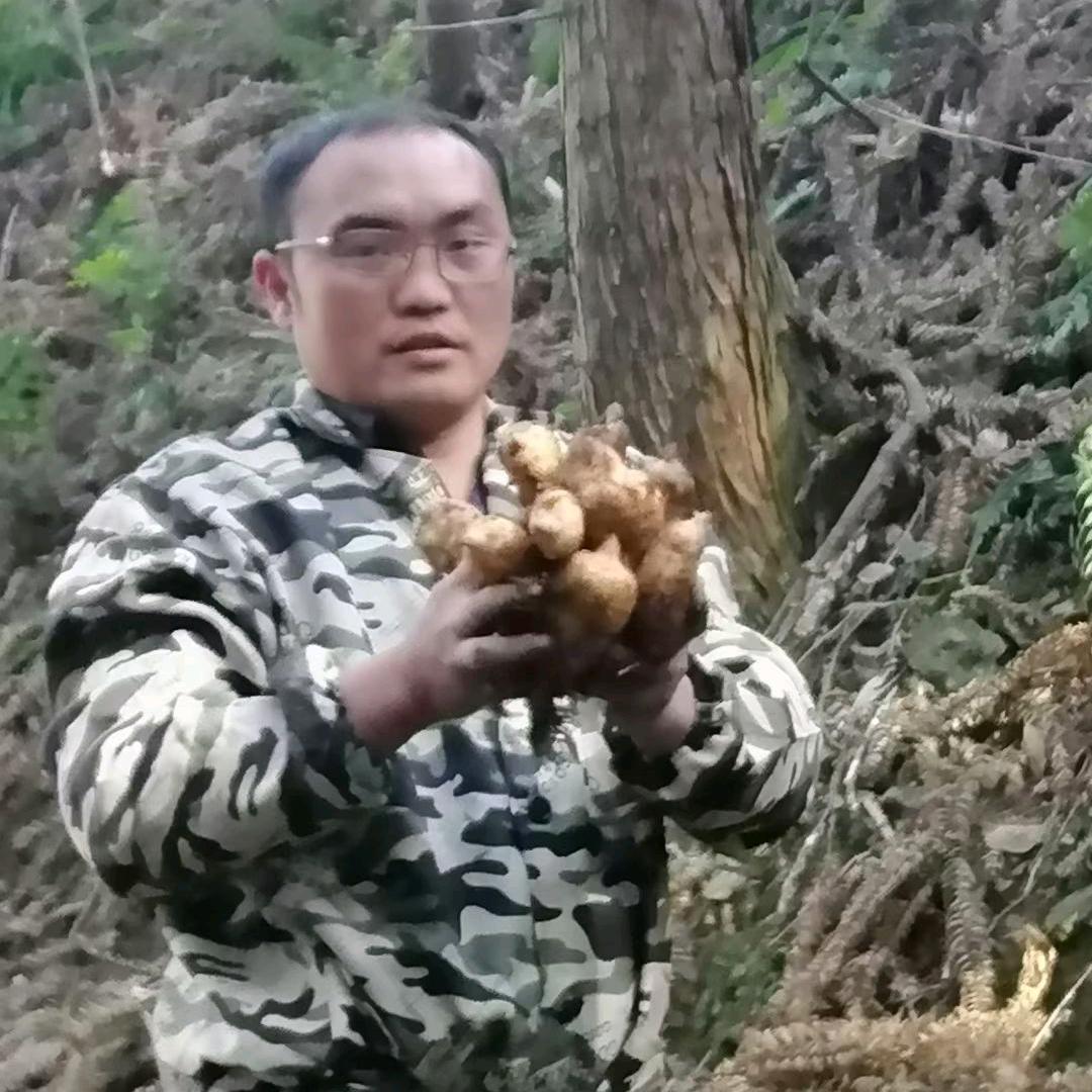 黎平天麻—四阿哥