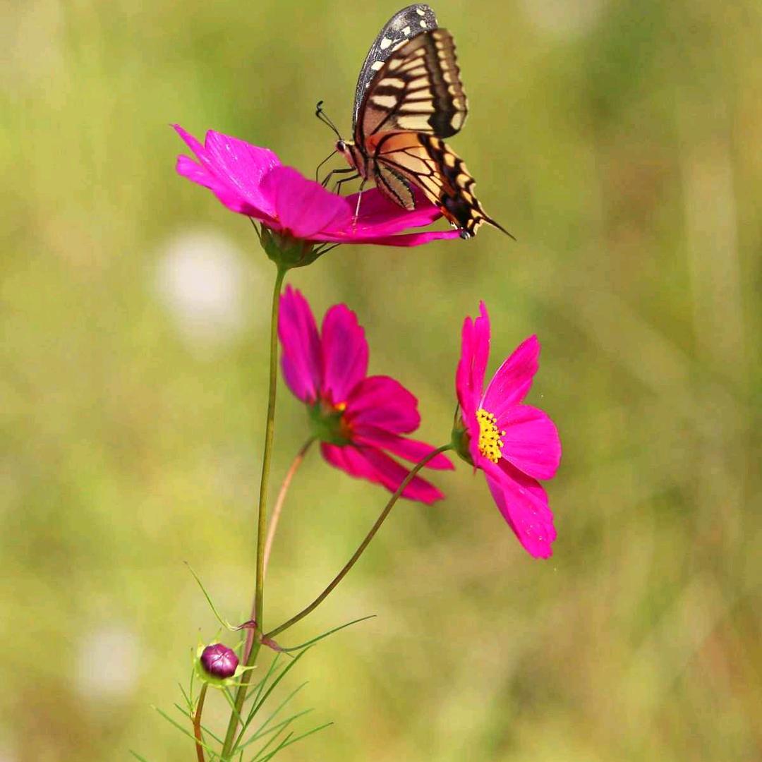 义乌驼绒裤厂家～胡蝶🍓