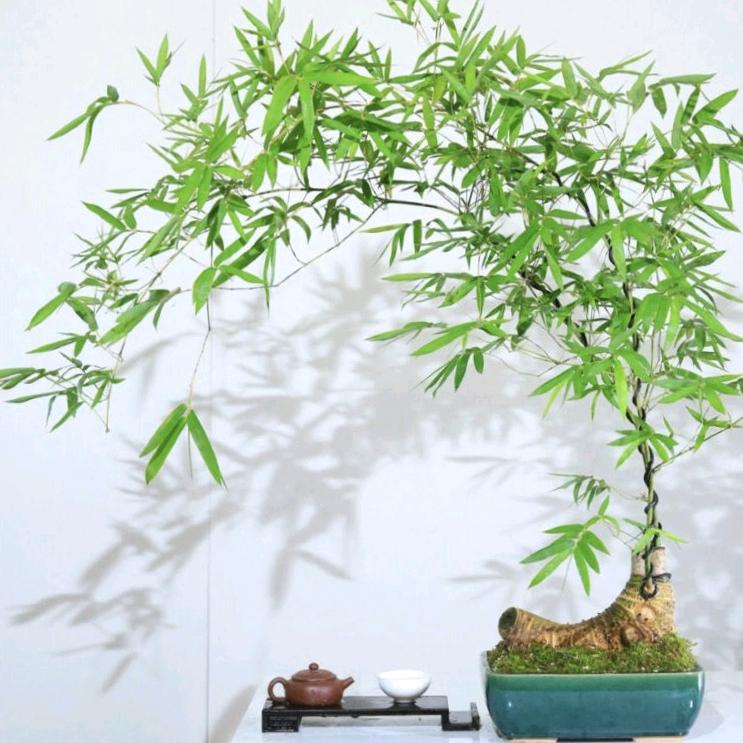 福道缘花卉园艺