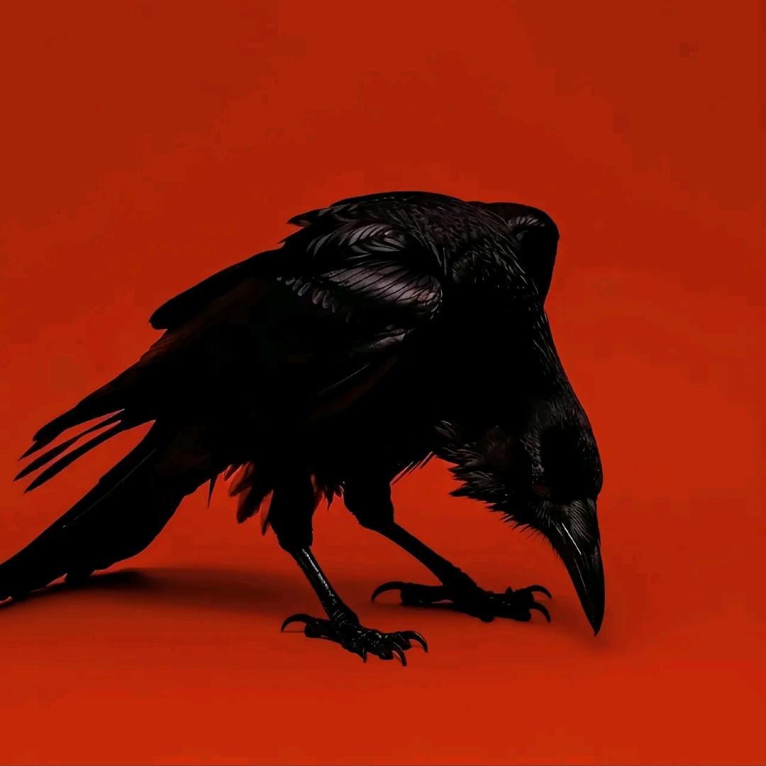 Corvo.