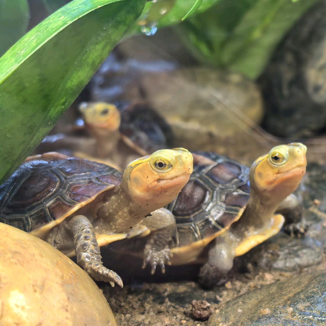 惟一不吃鸡滴人